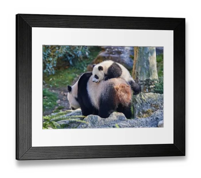 Framed Print : Giant panda (Ailuropoda melanoleuca) cub, Yuandudu, aged 8 months, climbing on her mothers back, Beauval ZooPark, France, April, 2022. Captive Framed Print : Giant panda (Ailuropoda melanoleuca) cub, Yuandudu, aged 8 months, climbing on her mothers back, Beauval ZooPark, France, April, 2022. Captive