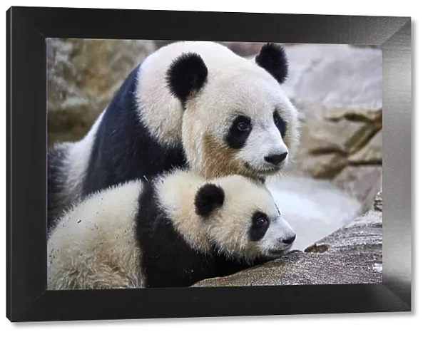Giant panda (Ailuropoda melanoleuca) cub, Yuandudu, aged 8 months, with her mother, Huan Huan, Beauval ZooPark, France, April, 2022. Captive