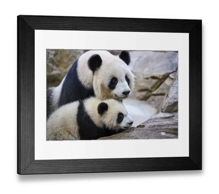 Framed Print : Giant panda (Ailuropoda melanoleuca) cub, Yuandudu, aged 8 months, with her mother, Huan Huan, Beauval ZooPark, France, April, 2022. Captive Framed Print : Giant panda (Ailuropoda melanoleuca) cub, Yuandudu, aged 8 months, with her mother, Huan Huan, Beauval ZooPark, France, April, 2022. Captive
