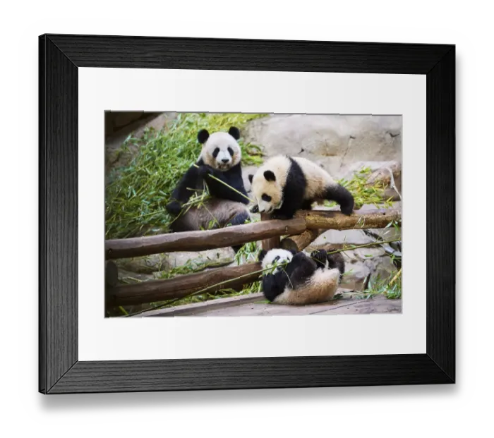 Framed Print : Giant panda (Ailuropoda melanoleuca) Huan Huan, eating bamboo watching her twin cubs, Yuandudu and Huanlili, aged 8 months, playing and eating bamboo, Beauval ZooPark, France, April, 2022. Captive Framed Print : Giant panda (Ailuropoda melanoleuca) Huan Huan, eating bamboo watching her twin cubs, Yuandudu and Huanlili, aged 8 months, playing and eating bamboo, Beauval ZooPark, France, April, 2022. Captive