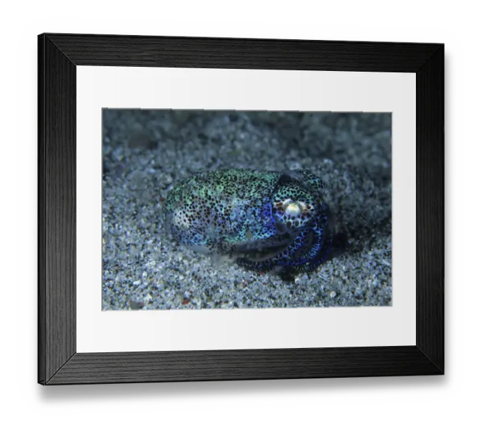 Framed Print : Bobtail squid (Heteroteuthis hawaiiensis) on the seabed, Komodo National Park, Indonesia, Pacific Ocean Framed Print : Bobtail squid (Heteroteuthis hawaiiensis) on the seabed, Komodo National Park, Indonesia, Pacific Ocean