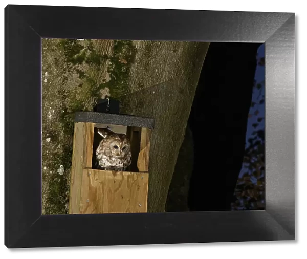 Tawny owl (Strix aluco) at night, perched in the entrance to a nest box on Beech tree trunk in garden, Wiltshire, UK, April