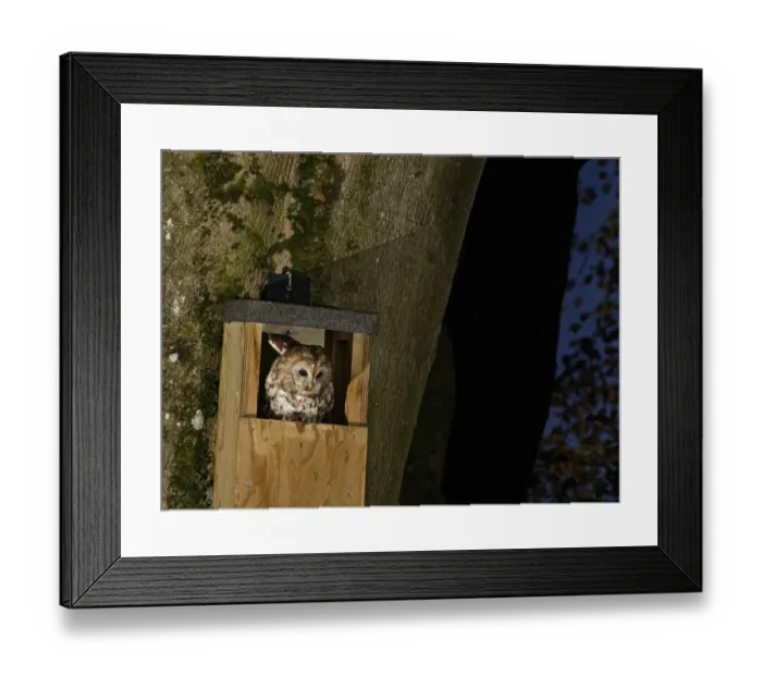 Framed Print : Tawny owl (Strix aluco) at night, perched in the entrance to a nest box on Beech tree trunk in garden, Wiltshire, UK, April Framed Print : Tawny owl (Strix aluco) at night, perched in the entrance to a nest box on Beech tree trunk in garden, Wiltshire, UK, April