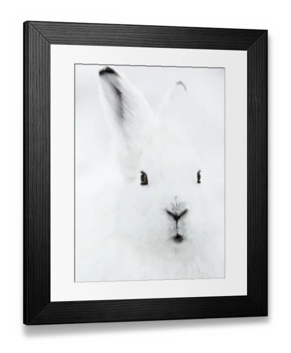 Framed Print : Head portrait of an Arctic snow hare (Lepus arcticus groenlandicus) North East Greenland. February Framed Print : Head portrait of an Arctic snow hare (Lepus arcticus groenlandicus) North East Greenland. February