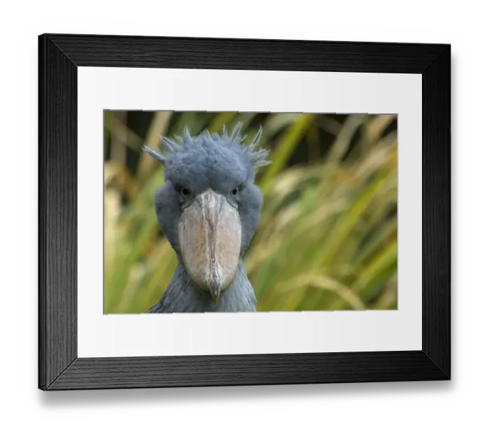 Framed Print : Shoebill / Whale headed stork (Balaeniceps rex) head portrait, captive Framed Print : Shoebill / Whale headed stork (Balaeniceps rex) head portrait, captive