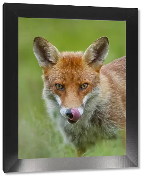 Red fox (Vulpes vulpes) licking its snout, Berkshire, England, UK. June