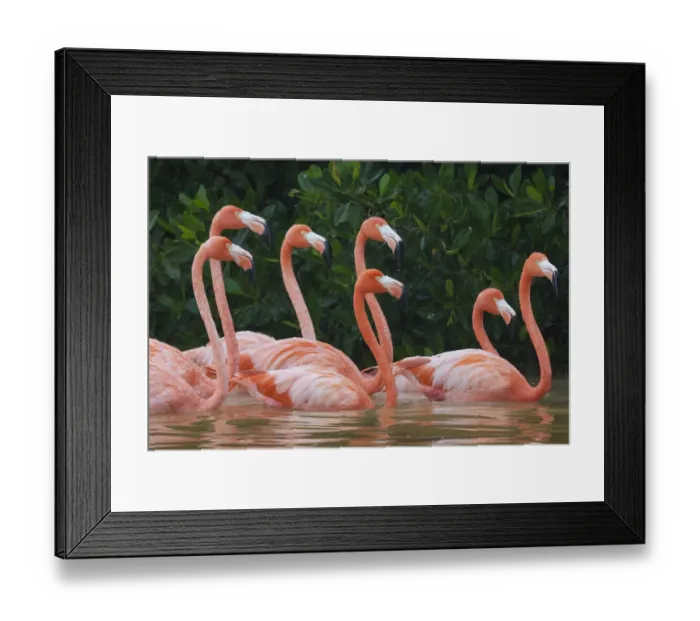 Framed Print : Caribbean flamingo (Phoenicopterus ruber) flock, Ria Celestun Biosphere Reserve, Yucatan Peninsula, Mexico, January Framed Print : Caribbean flamingo (Phoenicopterus ruber) flock, Ria Celestun Biosphere Reserve, Yucatan Peninsula, Mexico, January