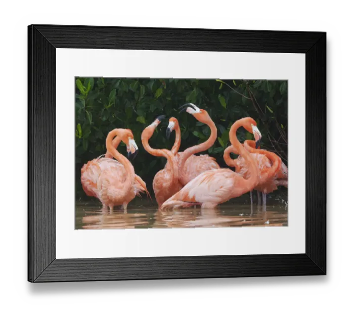Framed Print : Caribbean flamingo (Phoenicopterus ruber) fighting, Ria Celestun Biosphere Reserve, Yucatan Peninsula, Mexico, January Framed Print : Caribbean flamingo (Phoenicopterus ruber) fighting, Ria Celestun Biosphere Reserve, Yucatan Peninsula, Mexico, January