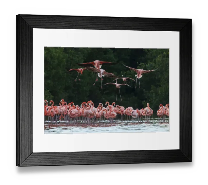 Framed Print : Caribbean flamingo (Phoenicopterus ruber) landing, Ria Celestun Biosphere Reserve, Yucatan Peninsula, Mexico, January Framed Print : Caribbean flamingo (Phoenicopterus ruber) landing, Ria Celestun Biosphere Reserve, Yucatan Peninsula, Mexico, January