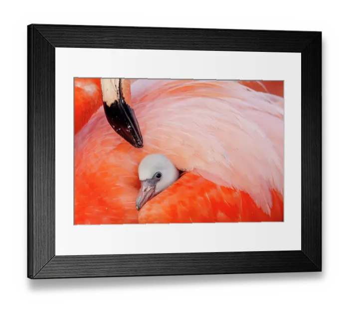 Framed Print : Caribbean flamingo (Phoenicopterus ruber) chick having his first sight under the wing of protective parent, breeding colony, Ria Lagartos Biosphere Reserve, Yucatan Peninsula, Mexico, June Framed Print : Caribbean flamingo (Phoenicopterus ruber) chick having his first sight under the wing of protective parent, breeding colony, Ria Lagartos Biosphere Reserve, Yucatan Peninsula, Mexico, June