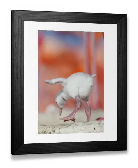 Framed Print : Caribbean flamingo (Phoenicopterus ruber) chick exercsing wing, standing in nest, Ria Lagartos Biosphere Reserve, Yucatan Peninsula, Mexico, June Framed Print : Caribbean flamingo (Phoenicopterus ruber) chick exercsing wing, standing in nest, Ria Lagartos Biosphere Reserve, Yucatan Peninsula, Mexico, June