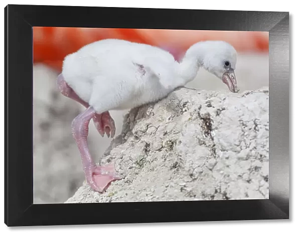 Caribbean flamingo (Phoenicopterus ruber) chick returning to nest after exploring around the nest in the breeding colony, Ria Lagartos Biosphere Reserve, Yucatan Peninsula, Mexico, June