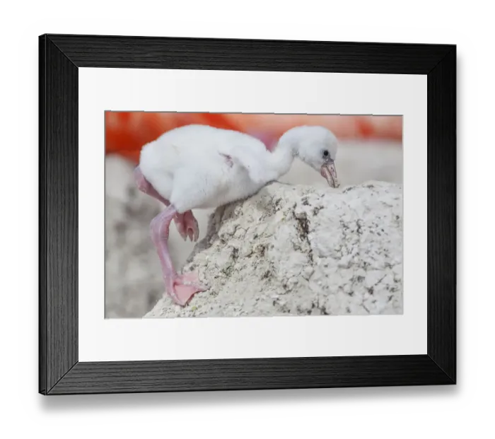 Framed Print : Caribbean flamingo (Phoenicopterus ruber) chick returning to nest after exploring around the nest in the breeding colony, Ria Lagartos Biosphere Reserve, Yucatan Peninsula, Mexico, June Framed Print : Caribbean flamingo (Phoenicopterus ruber) chick returning to nest after exploring around the nest in the breeding colony, Ria Lagartos Biosphere Reserve, Yucatan Peninsula, Mexico, June