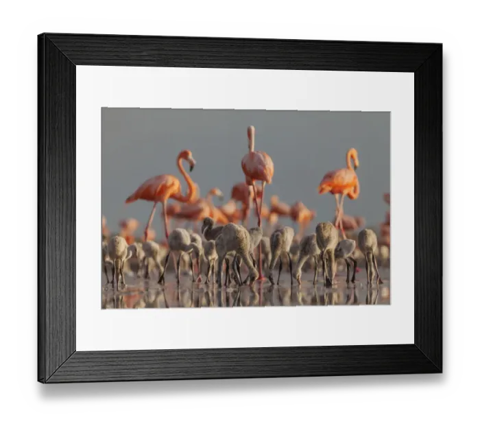 Framed Print : Caribbean flamingo (Phoenicopterus ruber) breeding colony, Ria Lagartos Biosphere Reserve, Yucatan Peninsula, Mexico, June Framed Print : Caribbean flamingo (Phoenicopterus ruber) breeding colony, Ria Lagartos Biosphere Reserve, Yucatan Peninsula, Mexico, June