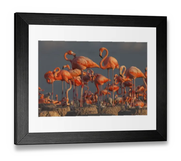 Framed Print : Caribbean flamingo (Phoenicopterus ruber) breeding colony, Ria Lagartos Biosphere Reserve, Yucatan Peninsula, Mexico, July Framed Print : Caribbean flamingo (Phoenicopterus ruber) breeding colony, Ria Lagartos Biosphere Reserve, Yucatan Peninsula, Mexico, July