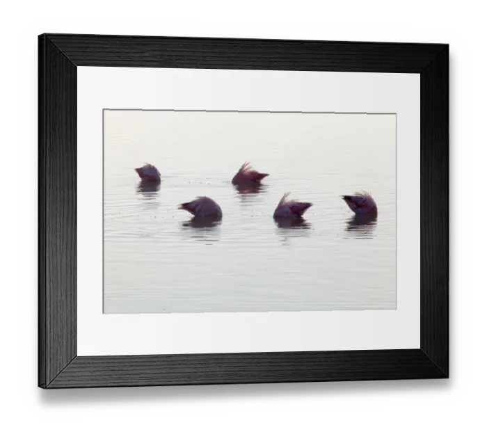 Framed Print : Caribbean flamingo (Phoenicopterus ruber) group feeding in deep water, head and neck underwater, Ria Lagartos Biosphere Reserve, Yucatan Peninsula, Mexico, August Framed Print : Caribbean flamingo (Phoenicopterus ruber) group feeding in deep water, head and neck underwater, Ria Lagartos Biosphere Reserve, Yucatan Peninsula, Mexico, August