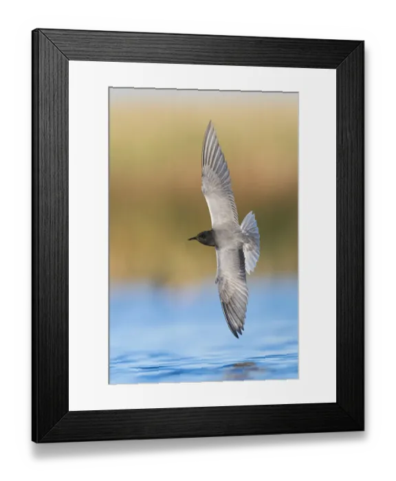 Framed Print : Black tern (Chlidonias niger) hunting over water in prairie wetland for emerging midges (Chironomidae) Medicine Lake National Wildlife Refuge, Montana, USA. June Framed Print : Black tern (Chlidonias niger) hunting over water in prairie wetland for emerging midges (Chironomidae) Medicine Lake National Wildlife Refuge, Montana, USA. June