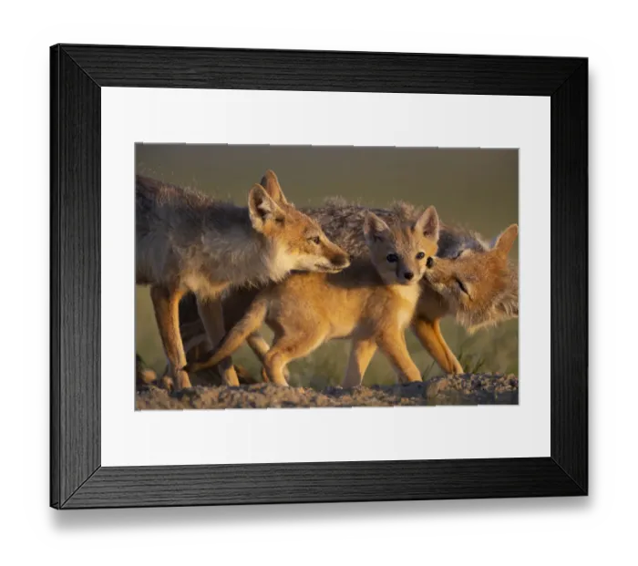 Framed Print : Adult Swift foxes (Vulpes velox) caring for pup at den, Montana, USA. June Framed Print : Adult Swift foxes (Vulpes velox) caring for pup at den, Montana, USA. June