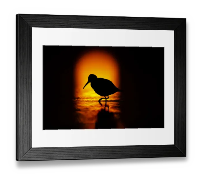 Framed Print : Silhouette of Dunlin (Calidris alpina) foraging in shallow waters in front of the rising sun, Gulf of Gdansk, Poland. September Framed Print : Silhouette of Dunlin (Calidris alpina) foraging in shallow waters in front of the rising sun, Gulf of Gdansk, Poland. September