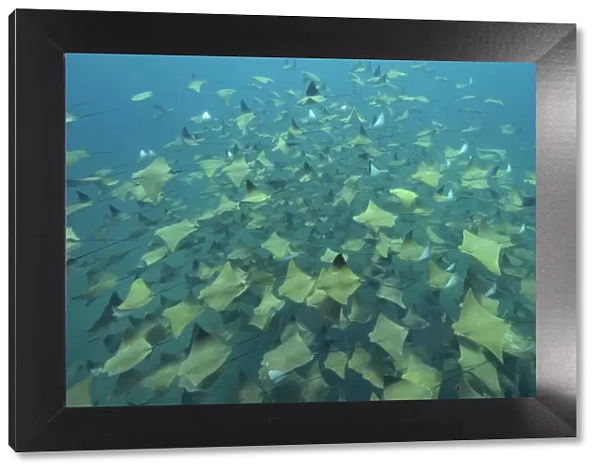 A huge school of Pacific cownose  /  Golden cownose rays (Rhinoptera steindachneri), Baja California, Sea of Cortez, Mexico