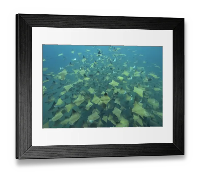 Framed Print : A huge school of Pacific cownose / Golden cownose rays (Rhinoptera steindachneri), Baja California, Sea of Cortez, Mexico Framed Print : A huge school of Pacific cownose / Golden cownose rays (Rhinoptera steindachneri), Baja California, Sea of Cortez, Mexico