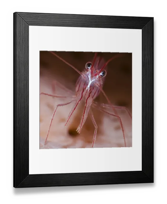 Framed Print : Close up of Peppermint shrimp (Lysmata wurdemanni), Dominica, Eastern Caribbean Framed Print : Close up of Peppermint shrimp (Lysmata wurdemanni), Dominica, Eastern Caribbean