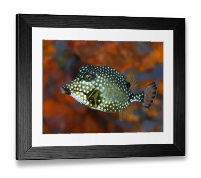 Framed Print : Smooth Trunkfish (Lactophrys triqueter), with hard protective shell of fused scale secreting toxins, Dominica, Eastern Caribbean Framed Print : Smooth Trunkfish (Lactophrys triqueter), with hard protective shell of fused scale secreting toxins, Dominica, Eastern Caribbean