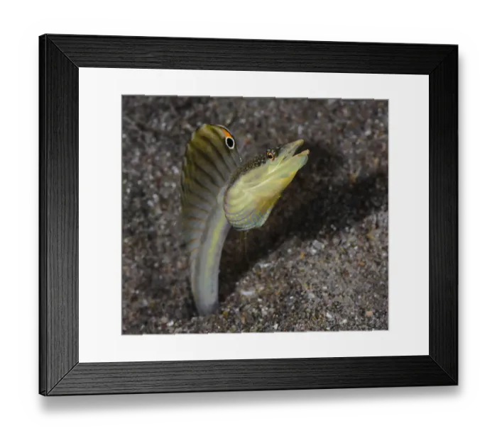 Framed Print : Male Yellowface pike-blenny (Chaenopsis limbaughi), living in abandoned tubeworm holes in sand, flaring its dorsal fin in threat display, Dominica, Eastern Caribbean Framed Print : Male Yellowface pike-blenny (Chaenopsis limbaughi), living in abandoned tubeworm holes in sand, flaring its dorsal fin in threat display, Dominica, Eastern Caribbean
