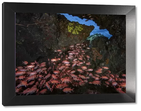Blackbar soldierfish (Myripristis jacobus) sheltering inside small cave, emerging from it at night to forage for food, Scotts Head, Dominica; Eastern Caribbean