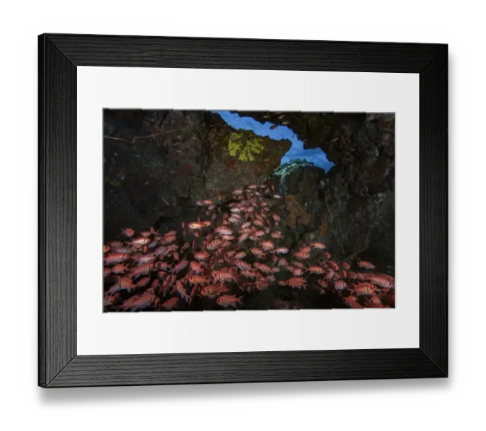 Framed Print : Blackbar soldierfish (Myripristis jacobus) sheltering inside small cave, emerging from it at night to forage for food, Scotts Head, Dominica; Eastern Caribbean Framed Print : Blackbar soldierfish (Myripristis jacobus) sheltering inside small cave, emerging from it at night to forage for food, Scotts Head, Dominica; Eastern Caribbean