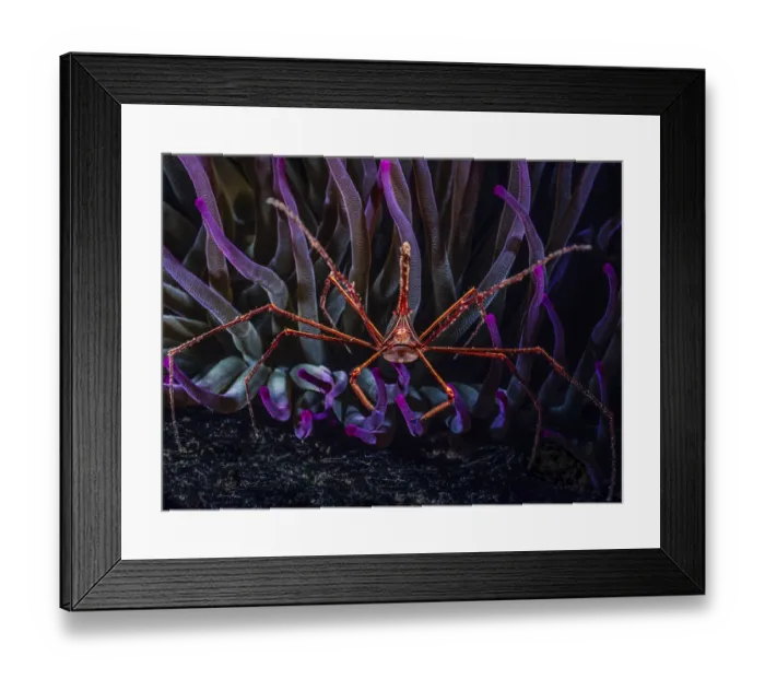 Framed Print : Yellowline arrow crab (Stenorhynchus seticornis) living in association with Giant Caribbean sea anemone (Condylactis gigantea), Dominica, Caribbean Framed Print : Yellowline arrow crab (Stenorhynchus seticornis) living in association with Giant Caribbean sea anemone (Condylactis gigantea), Dominica, Caribbean