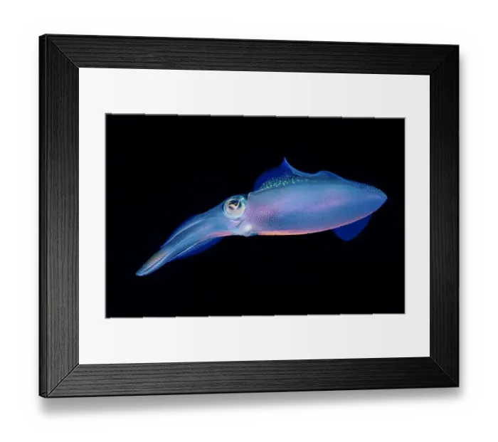 Framed Print : Bioluminescent Caribbean reef squid (Sepioteuthis sepioidea), St. Vincent, Eastern Caribbean Framed Print : Bioluminescent Caribbean reef squid (Sepioteuthis sepioidea), St. Vincent, Eastern Caribbean