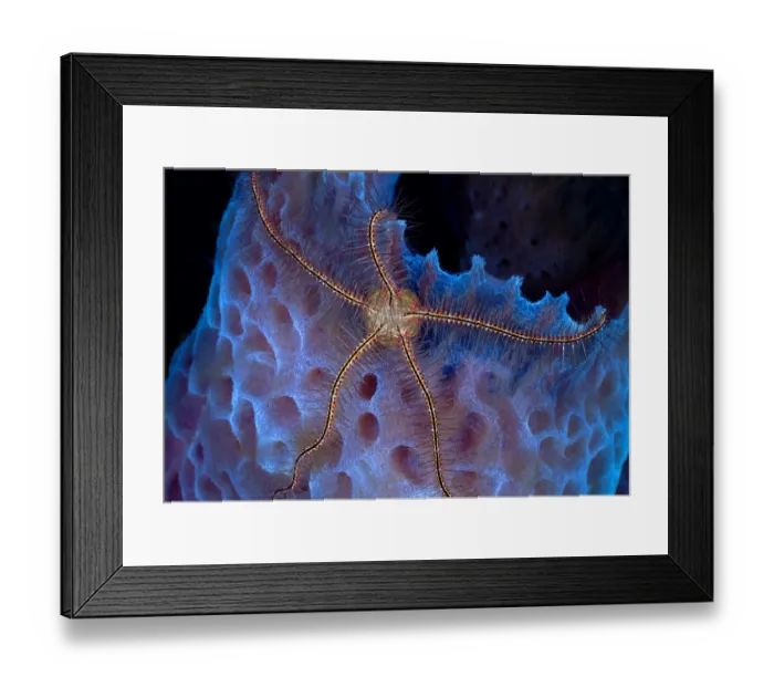 Framed Print : Suensons brittle star (Ophiothrix suensonii) on Azure vase sponge (Callyspongia plicifera), St. Vincent, Caribbean Framed Print : Suensons brittle star (Ophiothrix suensonii) on Azure vase sponge (Callyspongia plicifera), St. Vincent, Caribbean