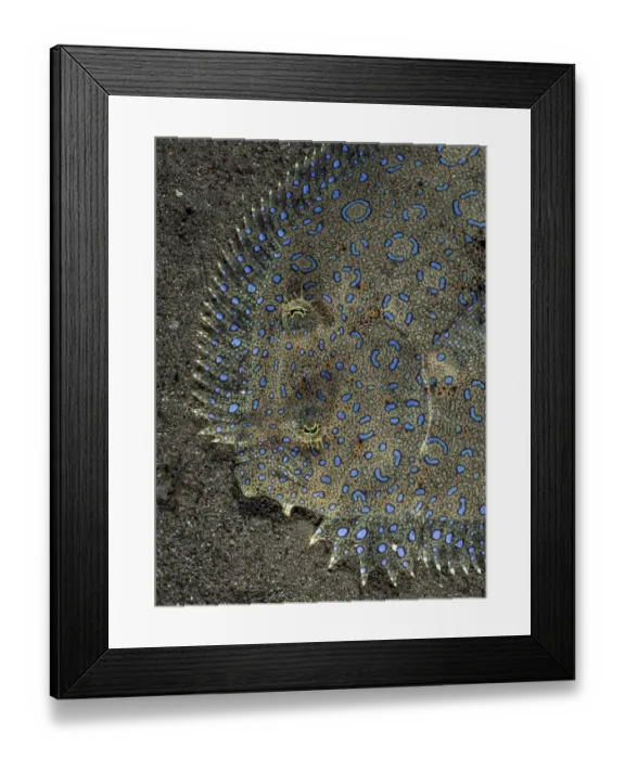 Framed Print : Peacock flounder (Bothus lunatus) camouflaged on sand seabed, Dominica, Eastern Caribbean Framed Print : Peacock flounder (Bothus lunatus) camouflaged on sand seabed, Dominica, Eastern Caribbean