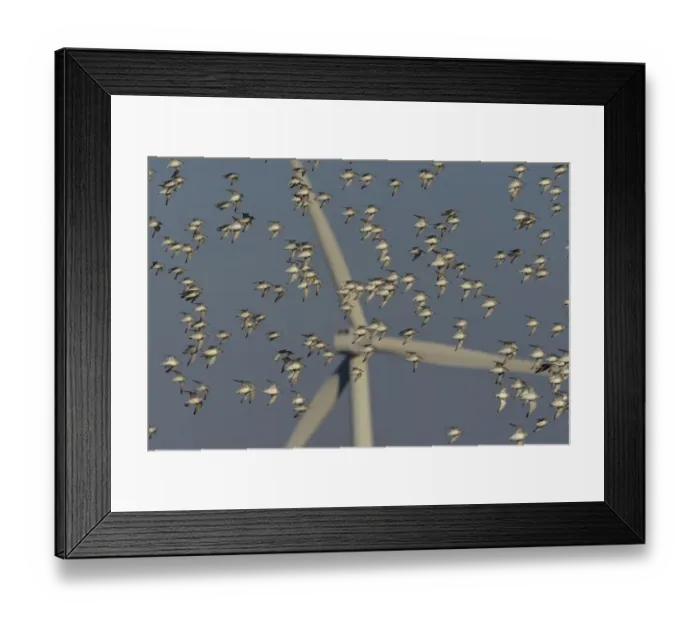 Framed Print : Flock of Sanderlings (Calidris Alba) in flight with wind turbines in background, Atlantic Coast, Vendee, France. December Framed Print : Flock of Sanderlings (Calidris Alba) in flight with wind turbines in background, Atlantic Coast, Vendee, France. December