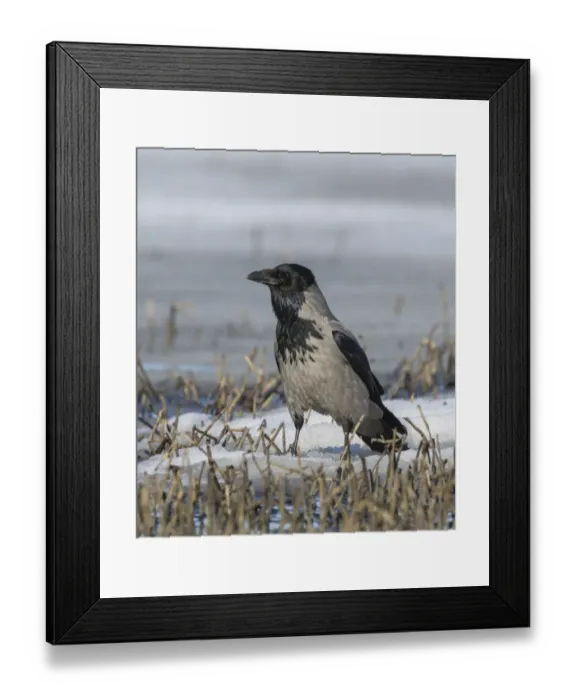 Framed Print : Hooded crow (Corvus corone cornix) alert on snow covered ground, Finland. April Framed Print : Hooded crow (Corvus corone cornix) alert on snow covered ground, Finland. April