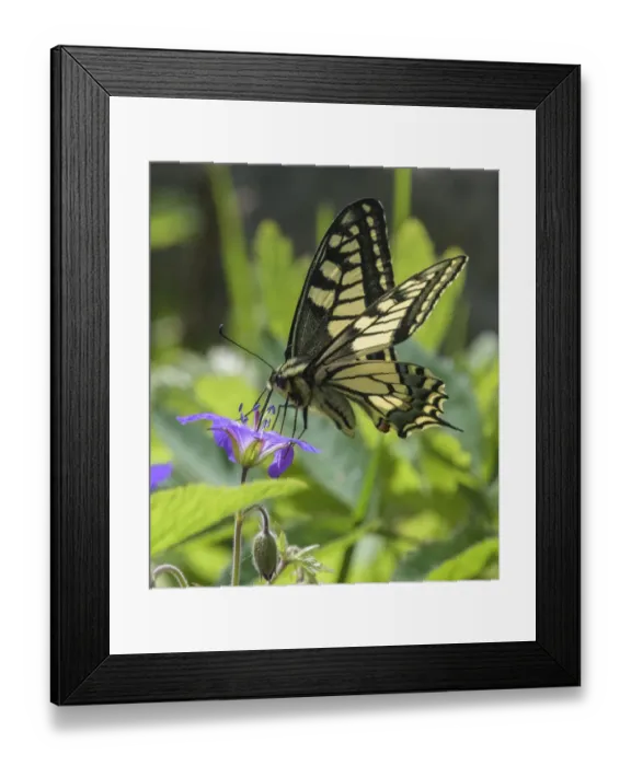 Framed Print : Male Swallowtail butterfly (Papilio machaon) eating from Wood cranesbill (Geranium sylvaticum), Finland. June Framed Print : Male Swallowtail butterfly (Papilio machaon) eating from Wood cranesbill (Geranium sylvaticum), Finland. June