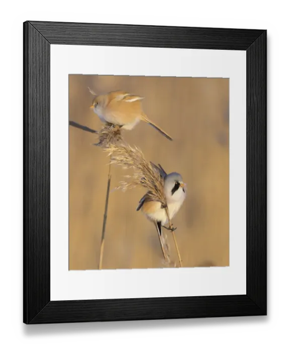 Framed Print : Pair of Bearded reedling (Panurus biarmicus) perched on reeds, Finland. January Framed Print : Pair of Bearded reedling (Panurus biarmicus) perched on reeds, Finland. January