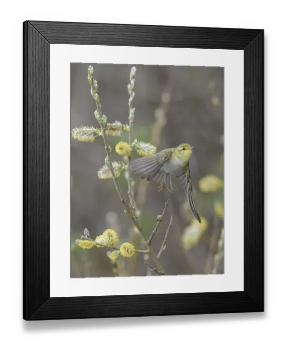 Framed Print : Wood warbler (Phylloscopus sibilatrix) taking off flowering willow, Finland. May Framed Print : Wood warbler (Phylloscopus sibilatrix) taking off flowering willow, Finland. May