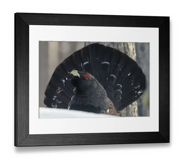 Framed Print : Close up of male Western capercaillie (Tetrao urogallus) during lek mating, Finland. March Framed Print : Close up of male Western capercaillie (Tetrao urogallus) during lek mating, Finland. March