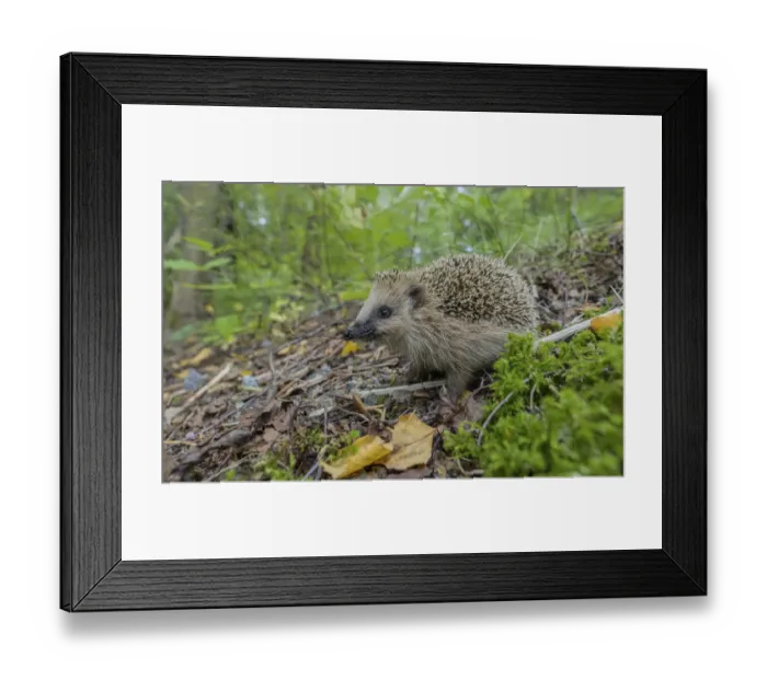 Framed Print : European hedgehog (Erinaceus europaeus) walking through forest undergrowth, Finland. September Framed Print : European hedgehog (Erinaceus europaeus) walking through forest undergrowth, Finland. September
