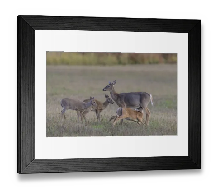 Framed Print : Mother White-tailed deer (Odocoileus virginianus) allowing young to suckle, Finland. September Framed Print : Mother White-tailed deer (Odocoileus virginianus) allowing young to suckle, Finland. September