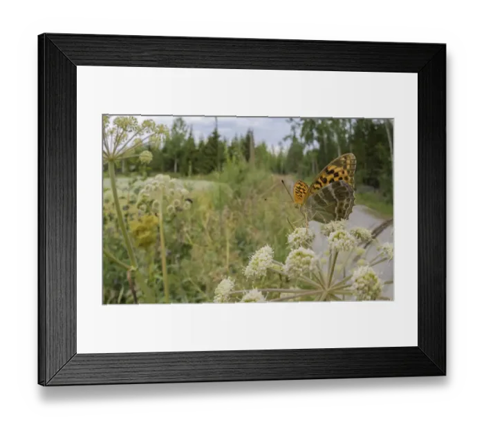 Framed Print : Female Silver-washed fritillary butterfly (Argynnis paphia) nectaring on Wild angelica (Angelica sylvestris), Finland. July