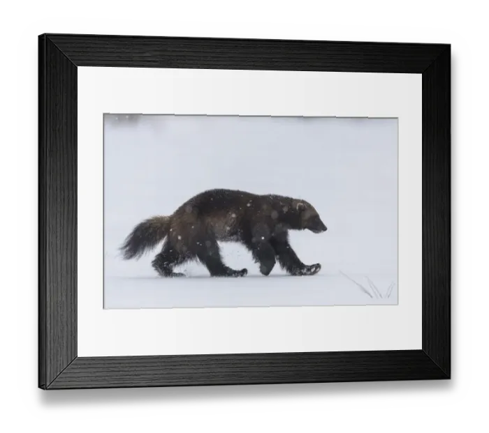 Framed Print : Wolverine (Gulo gulo) walking through snow covered clearing, Finland. May Framed Print : Wolverine (Gulo gulo) walking through snow covered clearing, Finland. May