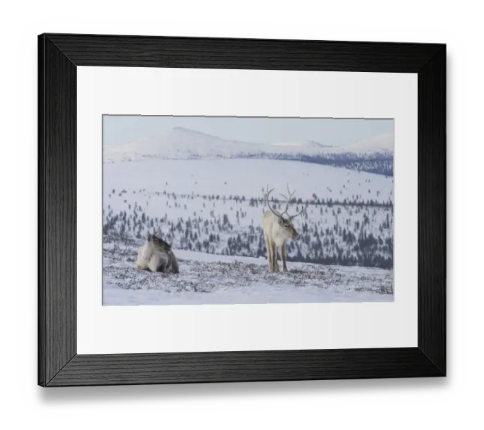 Framed Print : Two Reindeer (Rangifer tarandus tarandus) in snowy landscape, Finland. April Framed Print : Two Reindeer (Rangifer tarandus tarandus) in snowy landscape, Finland. April
