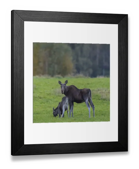 Framed Print : Mother Moose (Alces alces), with calf, grazing in meadow, Finland. September Framed Print : Mother Moose (Alces alces), with calf, grazing in meadow, Finland. September