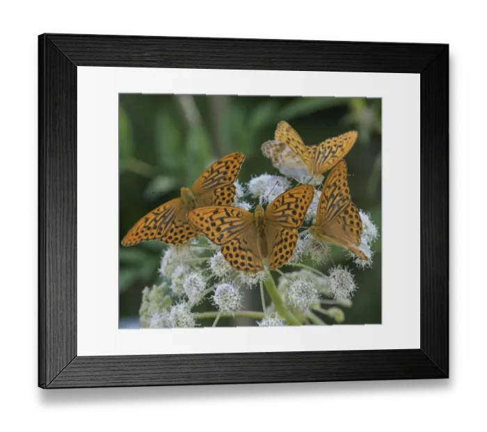 Framed Print : Four male Silver-washed fritillary butterflly (Argynnis paphia) aggregating on wildflower, Finland. July