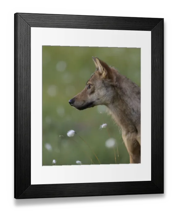 Framed Print : Young female Grey wolf (Canis lupus) in meadow, Finland. July Framed Print : Young female Grey wolf (Canis lupus) in meadow, Finland. July
