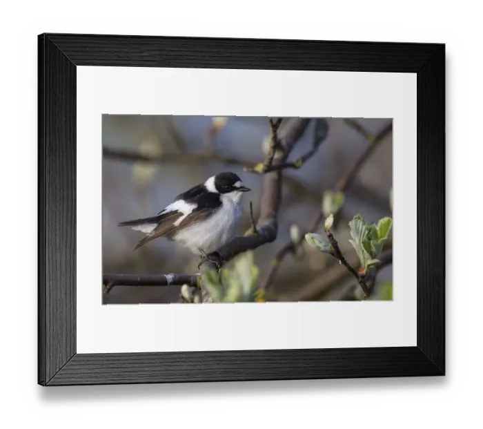 Framed Print : Young male Collared flycatcher (Ficedula albicollis) in between budding branches, Finland. May Framed Print : Young male Collared flycatcher (Ficedula albicollis) in between budding branches, Finland. May
