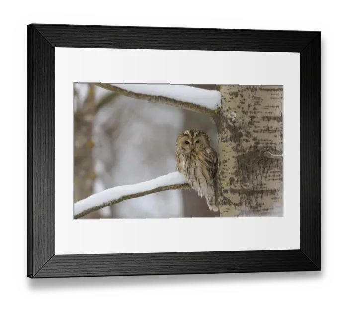 Framed Print : Tawny owl (Strix aluco), brown form, perched on branch, Finland. February Framed Print : Tawny owl (Strix aluco), brown form, perched on branch, Finland. February